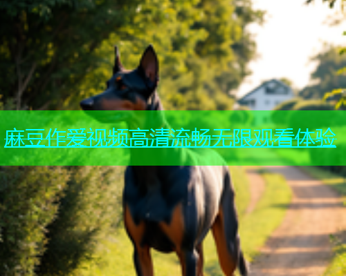 麻豆作爱视频高清流畅无限观看体验