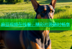 麻豆视频在线看，精彩片源随时畅享